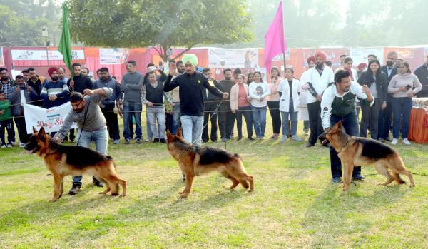  Dog Show Glimpse